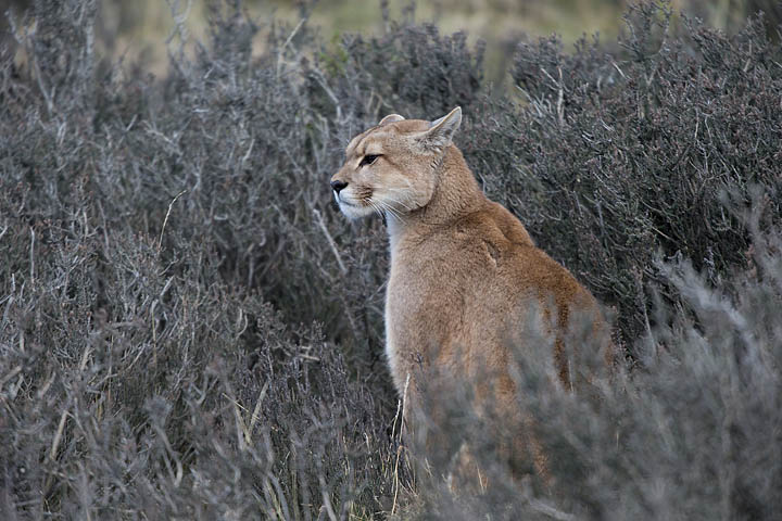 Puma photography tours Torres del Paine Chile